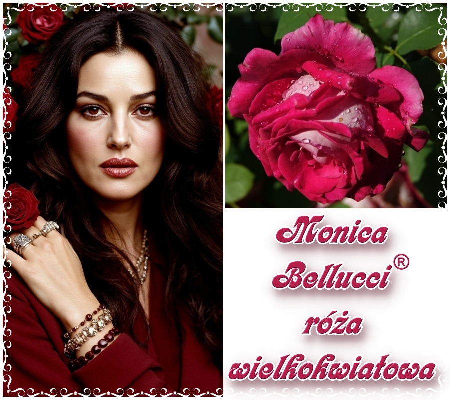 Monica Bellucci róże wielkokwiatowe